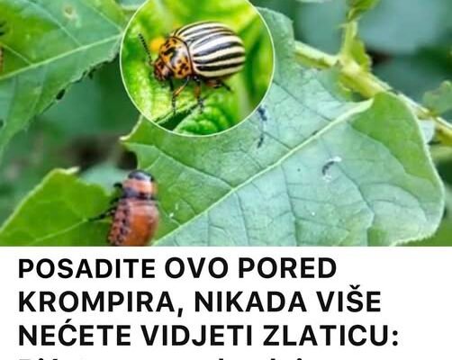 POSADITE OVO PORED KROMPIRA, NIKADA VIŠE NEĆETE VIDJETI ZLATICU: Bićete nam zahvalni, ova biljka je prirodni insekticid