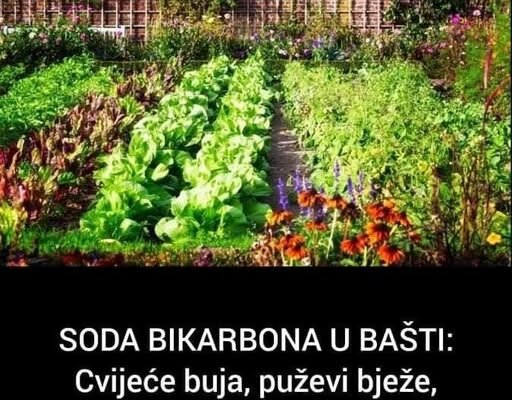 SODA BIKARBONA U BAŠTI: Cvijeće buja, puževi bježe, zemlja se čisti!
