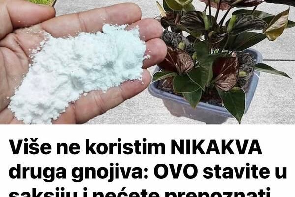 Više ne koristim NIKAKVA druga gnojiva: OVO stavite u saksiju i nećete prepoznati svoje cvijeće!