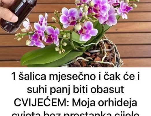 1 šalica mjesečno i čak će i suhi panj biti obasut CVIJEĆEM: Moja orhideja cvjeta bez prestanka cijele godine!