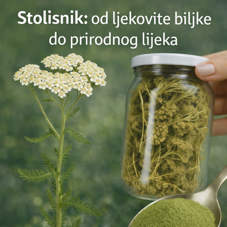 Stolisnik (Achillea millefolium): Tradicionalni biljni lijek i njegove ...