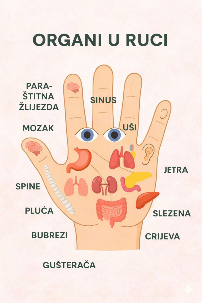 🖐️ Mapa Organa na Dlanu: Detaljan Pregled Refleksnih Zona Ruke Prema ...